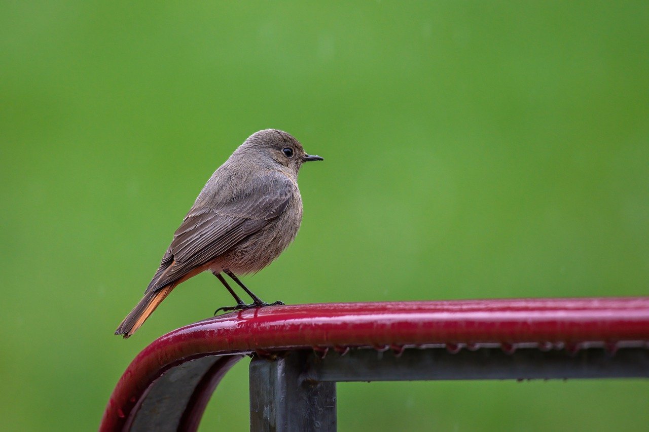 bird, common redstart, songbird-7897321.jpg